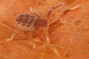 Media type: image;   Invertebrate Zoology 30915